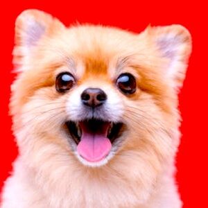 Meet your Posher, Pao